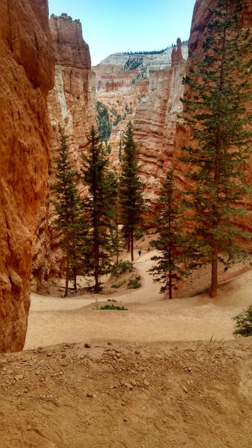 Bryce Kanjonas, Medžiai, Dėl, Uolienų Formavimas, Erozija, Utah, Smiltainis