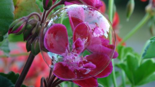 Burbulas, Gėlė, Raudona, Geranium Kabinti