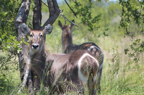 Buck, Laukinė Gamta, Gyvūnas, Gamta, Laukiniai, Žinduolis, Lauke, Ežeras, Antlers, Ragai, Ruda, Žaidimas, Natūralus, Dykuma, Pietų Afrika