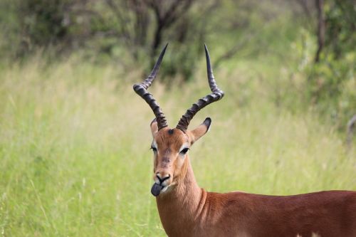 Buck, Laukinė Gamta, Elnias, Antler, Gamta, Liežuvis, Savanna, Dykuma, Žinduolis, Lauke, Ruda, Afrika, Ežeras, Ragai, Žaidimas, Gyvūnas, Eland, Galva, Žolėdis, Ragas, Patinas, Natūralus, Safari, Žiūri, Antilopė