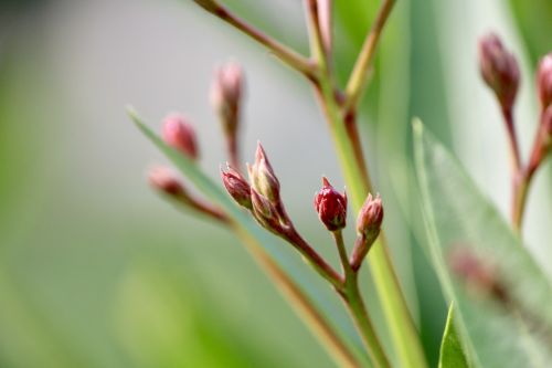 Budas, Gamta, Uždaryti, Gėlių Pumpurai