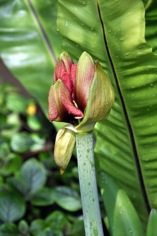 Budas, Gėlė, Augalas, Sodas, Gamta, Žydėjimas, Pumpurai, Dekoratyvinis, Flora, Amaryllis