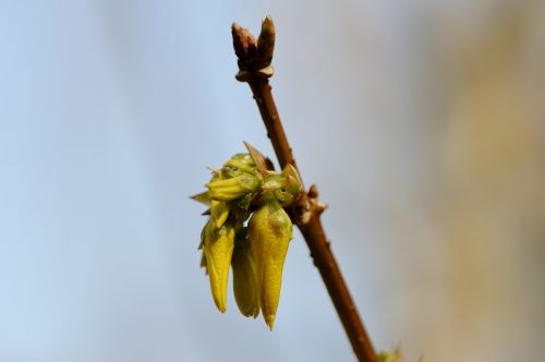 Budas,  Žiedas,  Žydėti,  Gamta,  Augalas,  Uždaryti,  Pavasaris