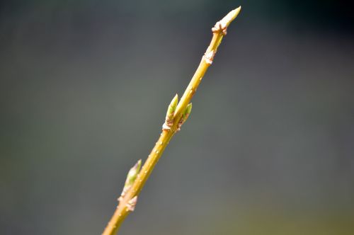 Budas,  Žiedas,  Žydėti,  Gamta,  Augalas,  Uždaryti,  Pavasaris