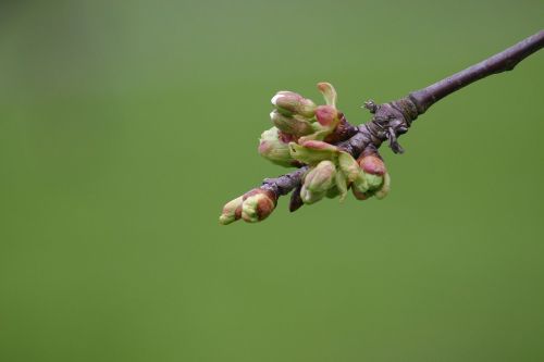 Budas, Augalas, Sodas, Gamta, Uždaryti, Flora