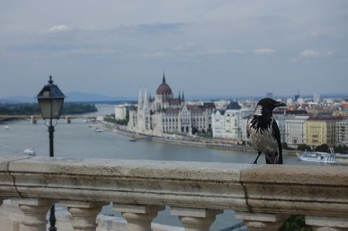 Budapest, Danube, Paukščio Skrydžio Vaizdas