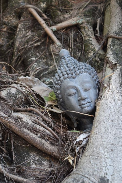Budda, Mediena, Medis