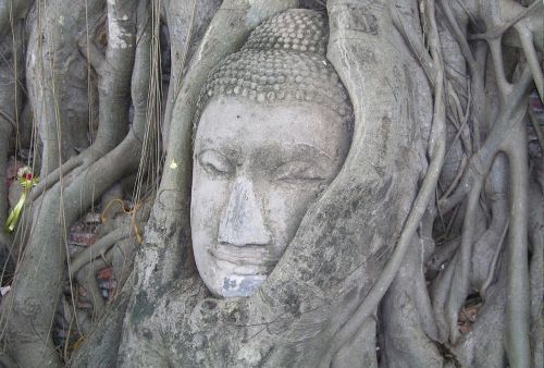 Buda, Mistiškas Medis, Bangkok Keliones, Turizmas, Garbinti Medį, Sugalvok Norą, Religija, Budistinis, Dvasinis Medis, Mistikas, Ekskursijos, Religinis
