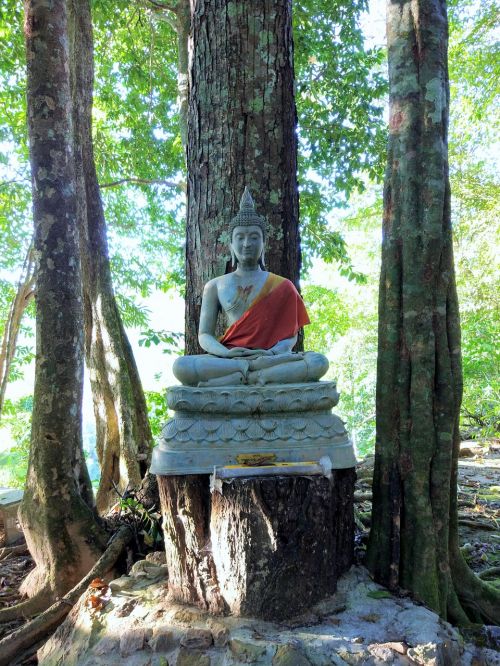 Buda, Medis, Šventykla, Tailandas, Budistinis, Meditacija