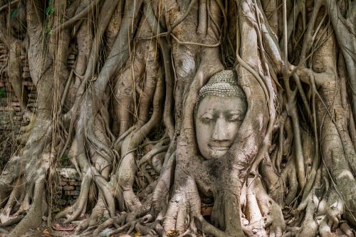 Medis,  Medis & Nbsp,  Veidas,  Šventykla,  Tailandas,  Ayutthaya,  Budistinis Veidas Medžio Akmenyse