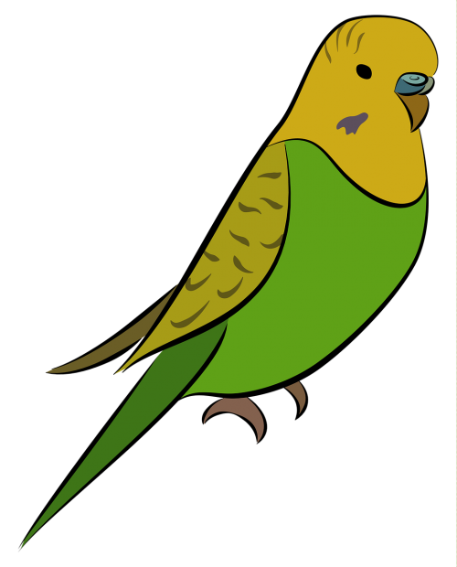 Budgie, Parakeet, Paukštis, Naminis Gyvūnėlis, Geltona, Žalias, Budgerigar