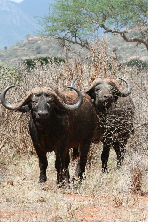 Buivolai, Ragai, Safario Parkas, Kenya