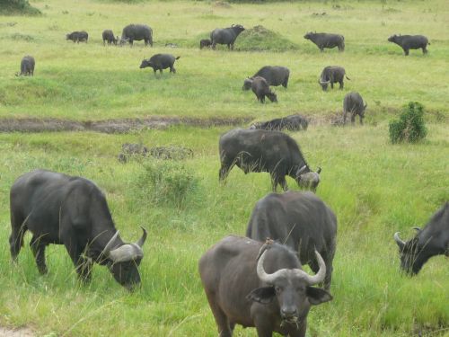 Buivolai, Masai, Mara, Kenya, Afrika, Laukinė Gamta, Laukiniai, Gamta, Gyvūnas, Žinduolis, Savanna, Parkas, Kelionė, Kraštovaizdis, Safari, Pavojingas, Bandas, Žolė, Žolėdis, Buveinė