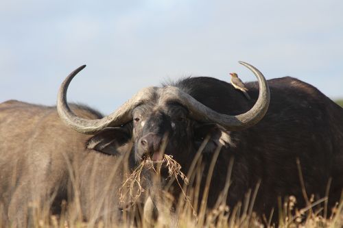 Buivolai, Paukštis, Laukiniai, Afrika, Kenya
