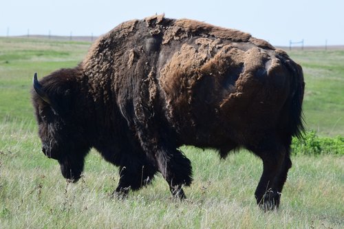Buffalo,  Bison,  Gyvūnijos