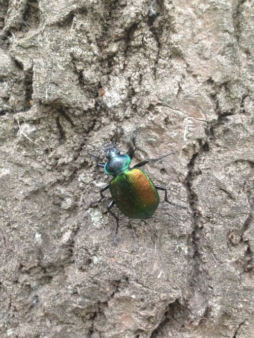 Klaida, Escarabajo, Insekto