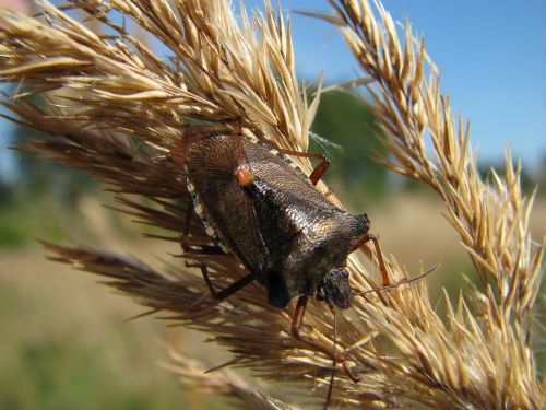 Uogos Klaida, Dolycoris Baccarum, Vabzdys, Gamta