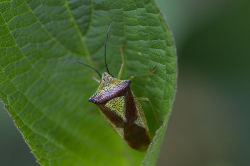 Heteroptera Bug, Vabzdys, Žalias, Lapai, Gamta