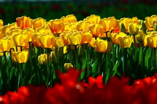 Birūs Geltonieji Tulpės, Tulpės, Pavasaris, Konya
