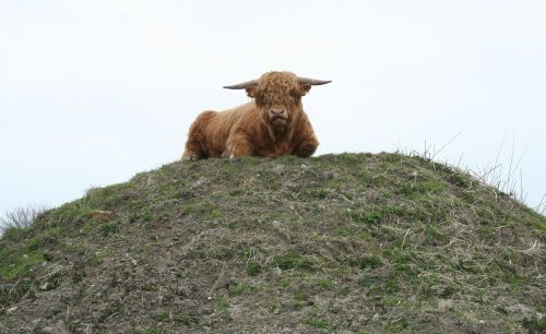 Bulius, Kalnų Galvijai, Galvijai, Škotijos Aukštuminiai Galvijai