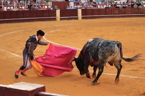 Bull Gesinimo,  Ispanija,  Torero,  Andalūzija,  Arenos,  Gyvūnų Gerovė,  Kovoti,  Drąsus,  Kostiumas