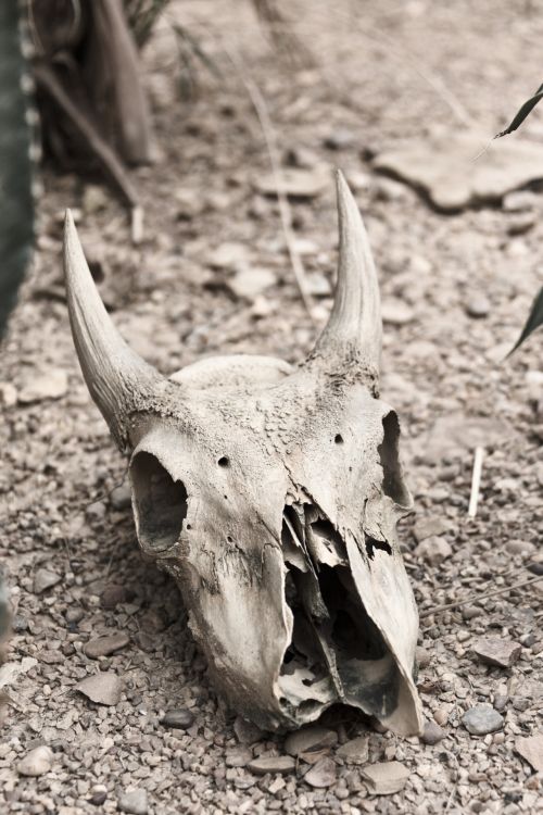 Karvė,  Bulius,  Gyvūnas,  Kaukolė,  Sausas,  Kaulas,  Miręs,  Mirtis,  Skilimas,  Dykuma,  Sausra,  Sausas,  Galva,  Šiluma,  Ragai,  Parched,  Smėlis,  Skeletas,  Buliaus Kaukolė