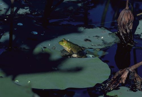 Lizdas, Amfibija, Varlė, Tvenkinys, Žalias, Vanduo, Lelija, Sėdi, Croaking, Pelkės, Lauke, Gamta, Laukinė Gamta