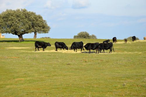 Buliai, Salamanca, Gyvulininkystė