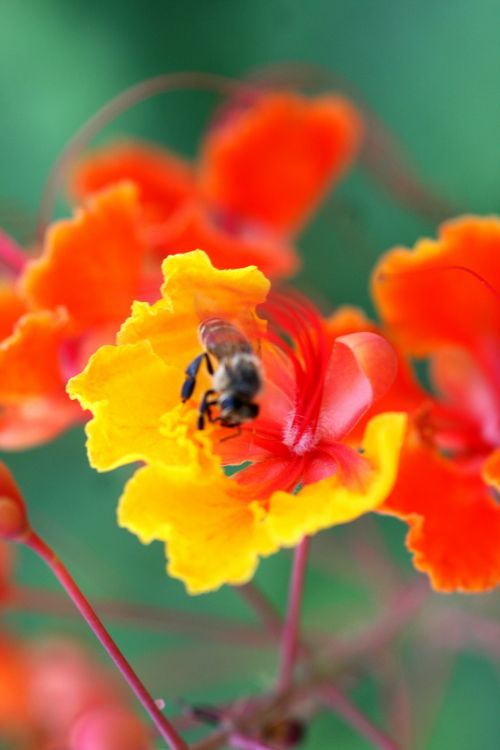 Bitės,  Bumble & Nbsp,  & Nbsp,  Bitė,  Gėlės,  Gėlės & Nbsp,  Ir & Nbsp,  Bitės,  Pavasario & Nbsp,  Laikas & Nbsp,  Bitės,  Pavasaris,  Gemytes Ant Gėlės
