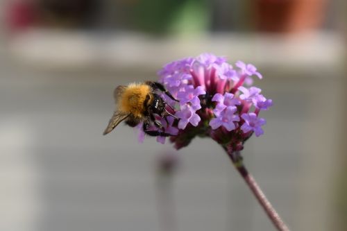 Kamanė, Verbena, Violetinė, Vabzdys, Sodas, Gėlė, Gėlės, Žalias, Augalai, Gamta, Vabzdžiai, Žydėjimas, Klaidas, Gyvūnai, Augalas, Vasara