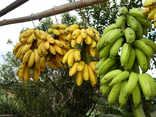Krūva Bananų, Bananas, Prekyba Kelyje