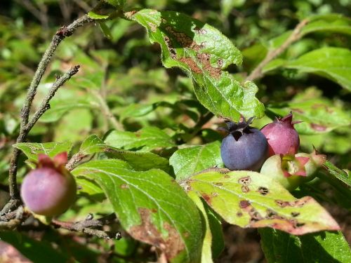 Mėlynieji,  Uogos,  Laukiniai,  Miškas,  Gamta,  Vaisiai,  Maistas,  Krūva Mėlynių