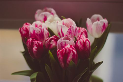 Gėlių Puokštė, Flora, Gėlės, Tulpės