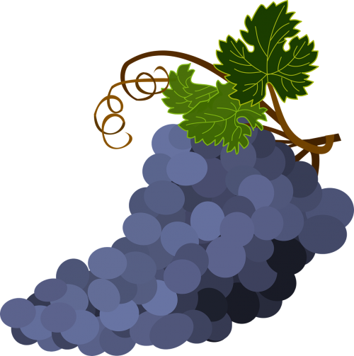 Vynuogių Kekė, Vynuogių Lapai, Vynuogės, Violetinė, Nemokama Vektorinė Grafika