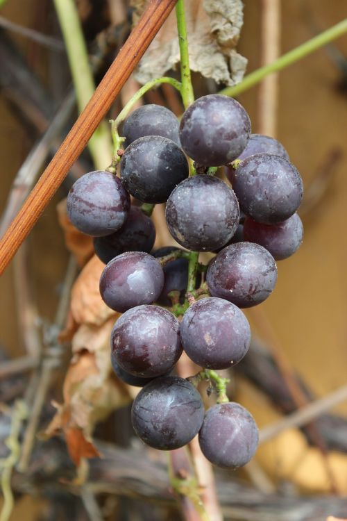 Vynuogių Kekė, Vaisiai, Vynuogės, Valgymas, Augalas, Ruduo, Gamta, Violetinė