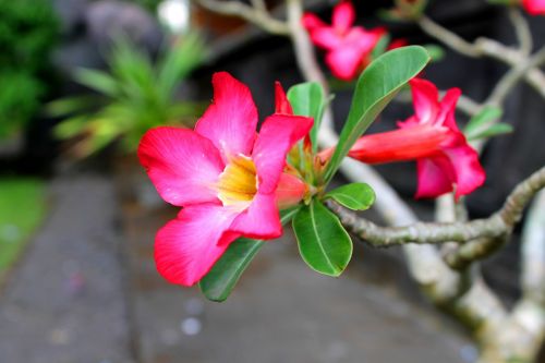 Bunga, Merah Muda, Indonezija, Gėlė, Flora, Gražus, Rožinis, Sodas, Asian