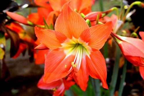 Bunga, Oranžinė, Merah, Indonezija, Gėlė, Flora, Gamta