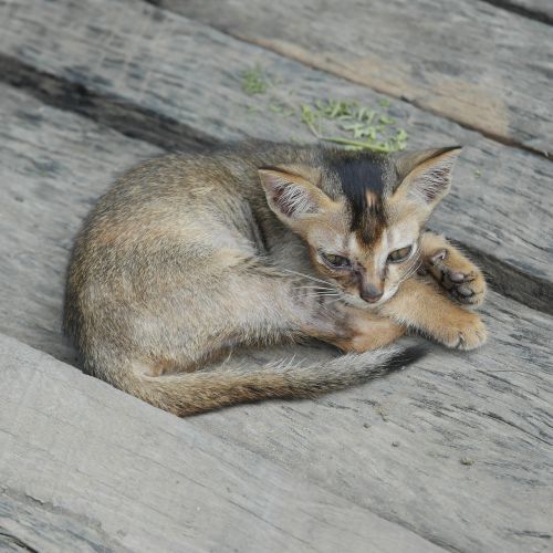 Burmese Katė, Katė, Jaunas Katinas, Kačiukas, Mielas, Gyvūnas, Burma, Mianmaras
