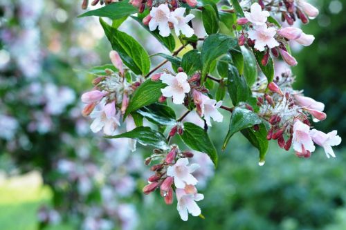 Krūmas, Rosa, Gėlės, Žydėti, Žydėjimas, Pilnai Žydėti, Lašai Vandens, Kolkwicja, Sodas