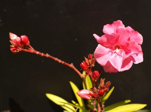 Krūmas, Gėlė, Oleander, Rožinis, Grožis