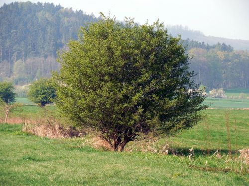 Krūmas, Medis, Pieva, Gamta, Kraštovaizdis