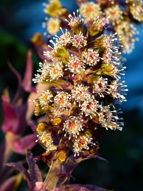 Butterbur, Gamta, Augalas, Gėlės, Paprastas Butterbur, Pavasaris, Raudona Butterbur