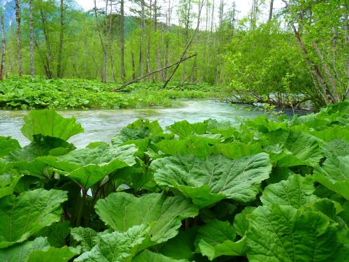 Butterbur, Lapai, Didelis, Gamta, Vanduo