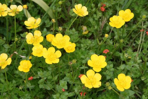 Buttercup, Ranunculus, Geltona, Gėlė