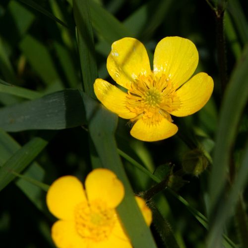 Buttercup, Ranunculus, Gėlė, Geltona