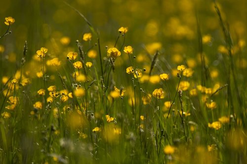 Vėdrynas,  Ranunculus,  Srityje Gėlių,  Laukas,  Meadow,  Hahnenfußgewächs,  Žolė,  Geltonos Spalvos Gėlė