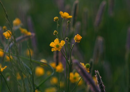 Vėdrynas,  Meadow,  Gėlė
