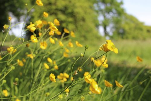 Buttercups, Pavasaris, Aquitaine, Gamta, Geltonos Gėlės, Šalis