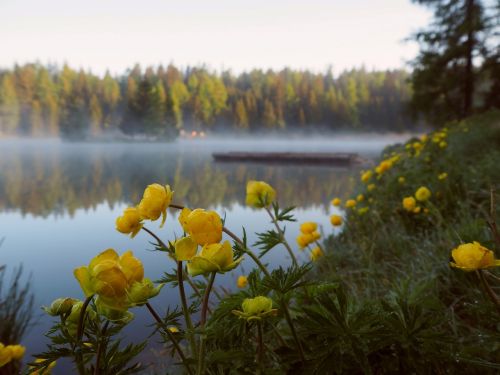 Buttercups, Ežeras, Migla, Vanduo, Gėlė, Flora, Geltona, Kraštovaizdis, Wildflower, Pavasaris, Rytas, Aušra