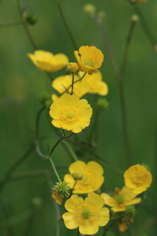 Buttercups,  Laukinių Gėlių,  Gėlė,  Geltona,  Šalis